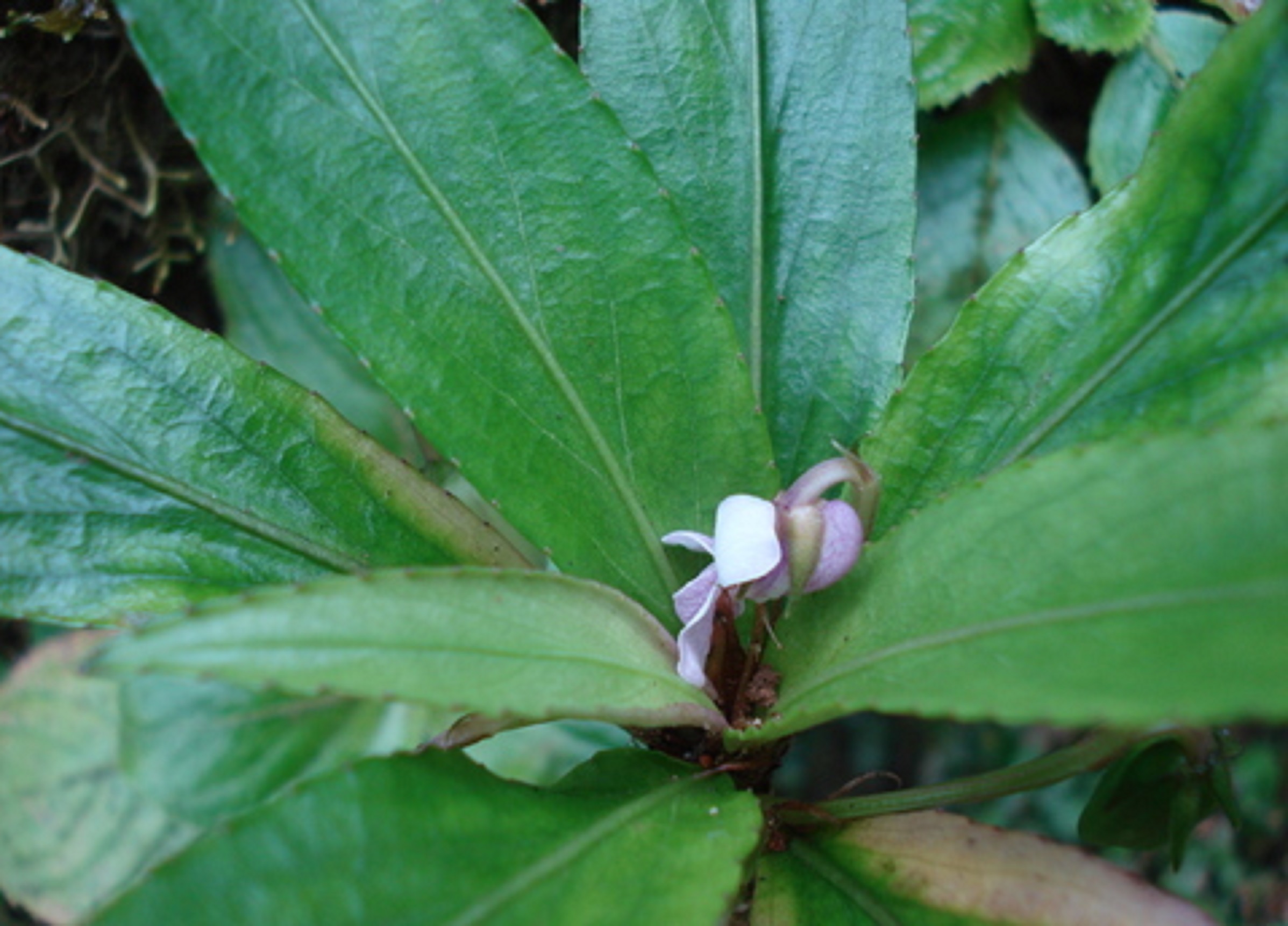Santa rosa island violet