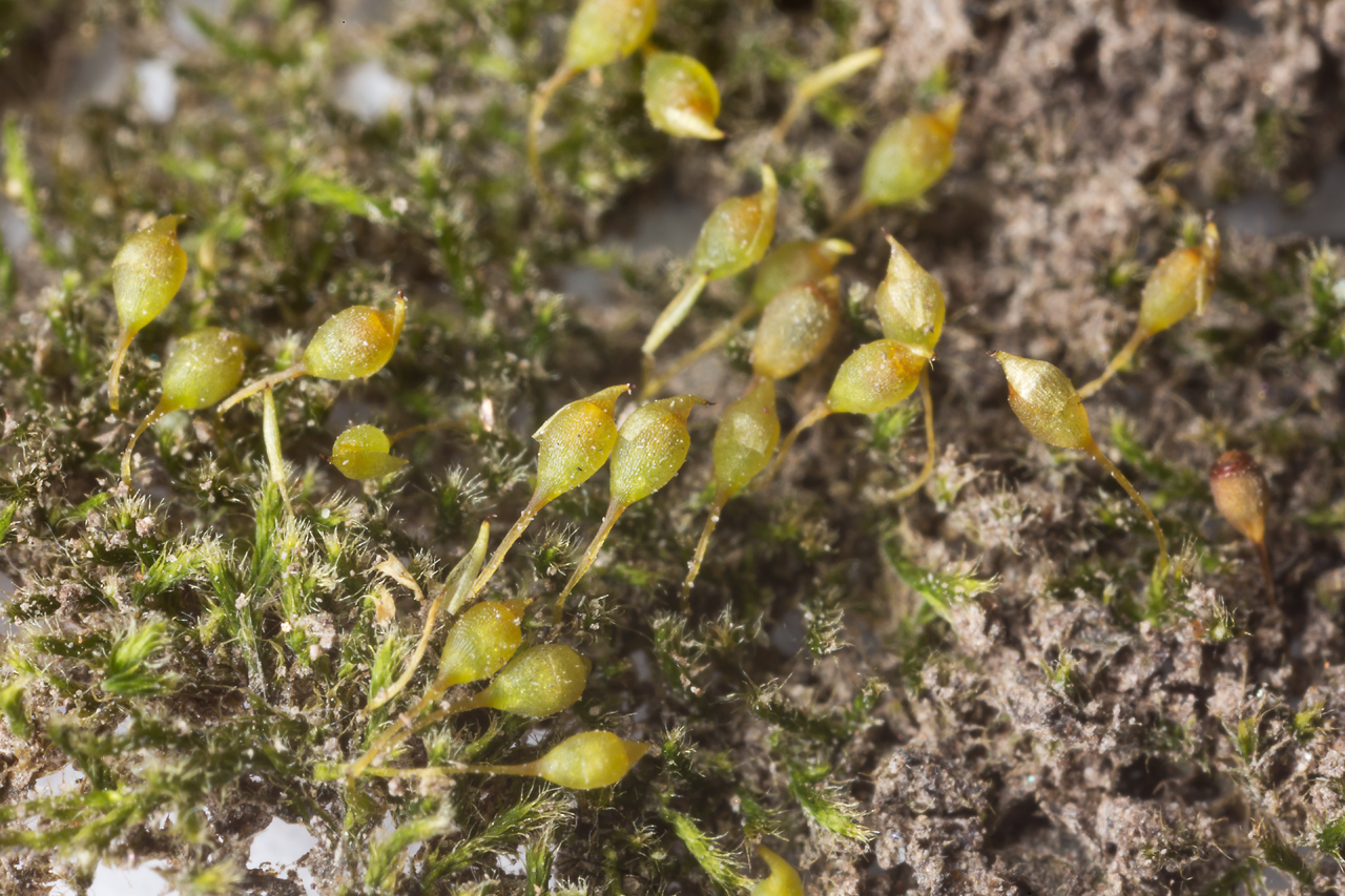 Cord moss