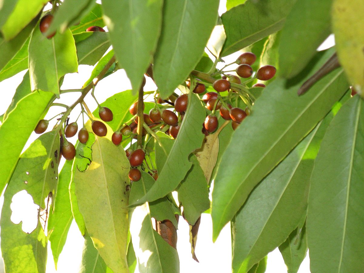 Chengbu holly