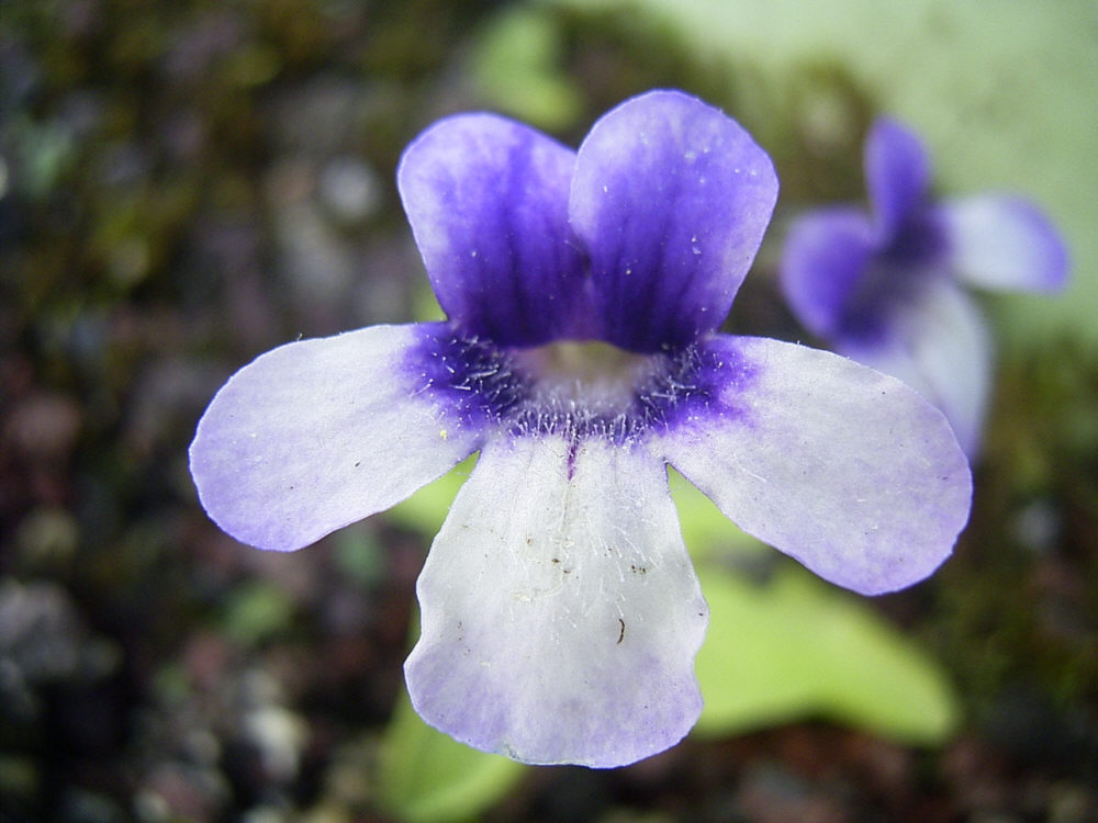 Butterwort