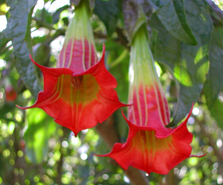 Red angel's trumpet