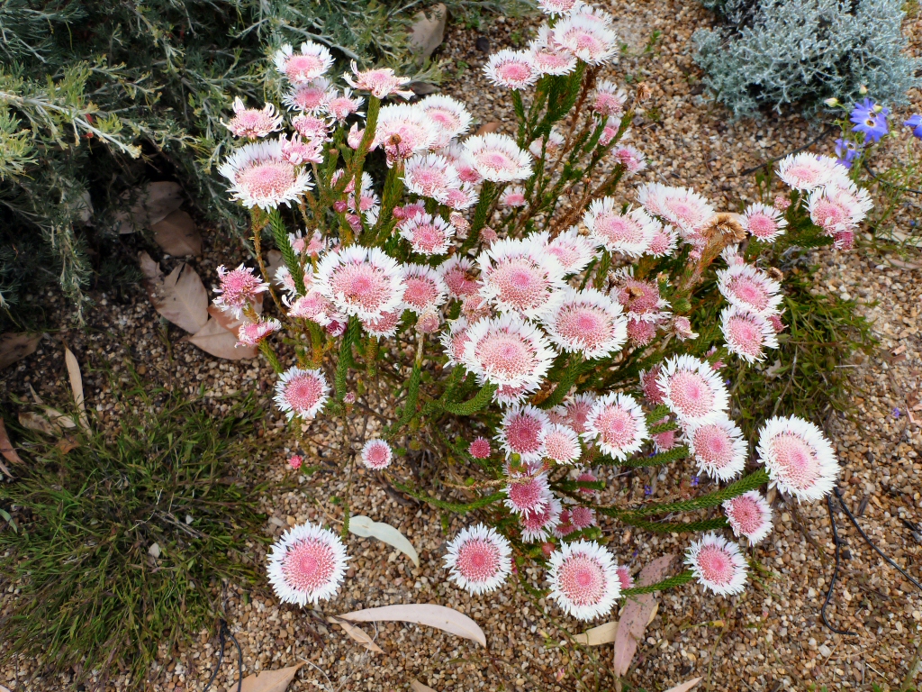 Albany daisy