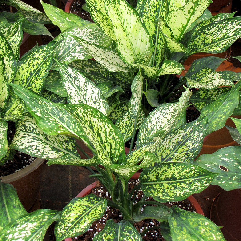 Chinese evergreen