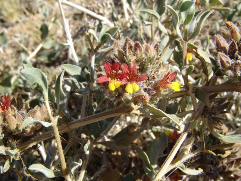 Kgalagadi bushman shrub