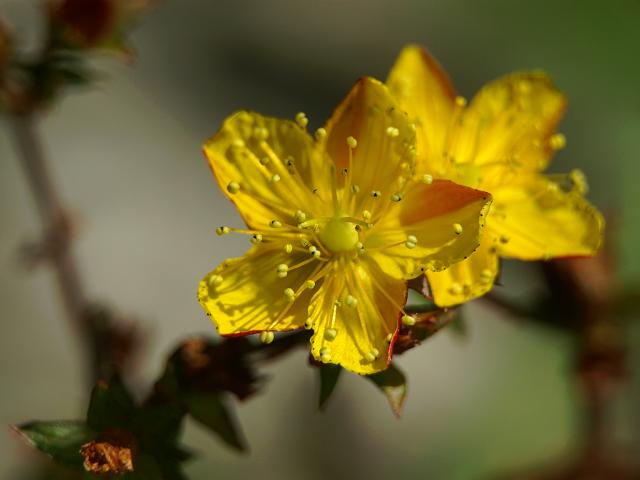 Wavy st john's-wort