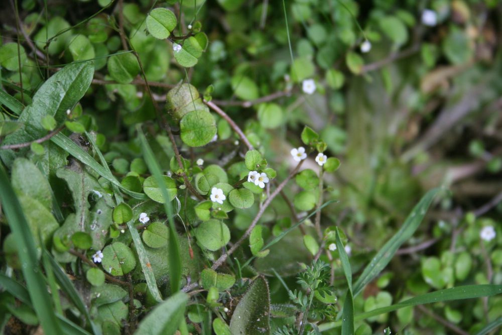 New zealand forget-me-not