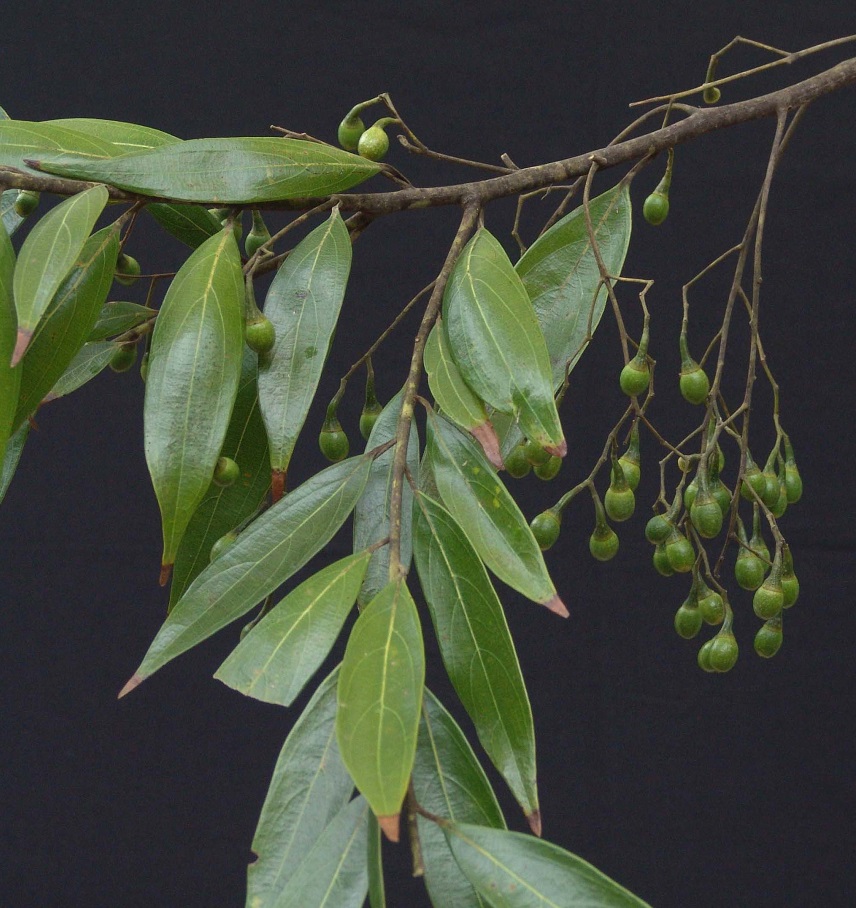 Plantsnap Identify Plants, Trees, Mushrooms With An App