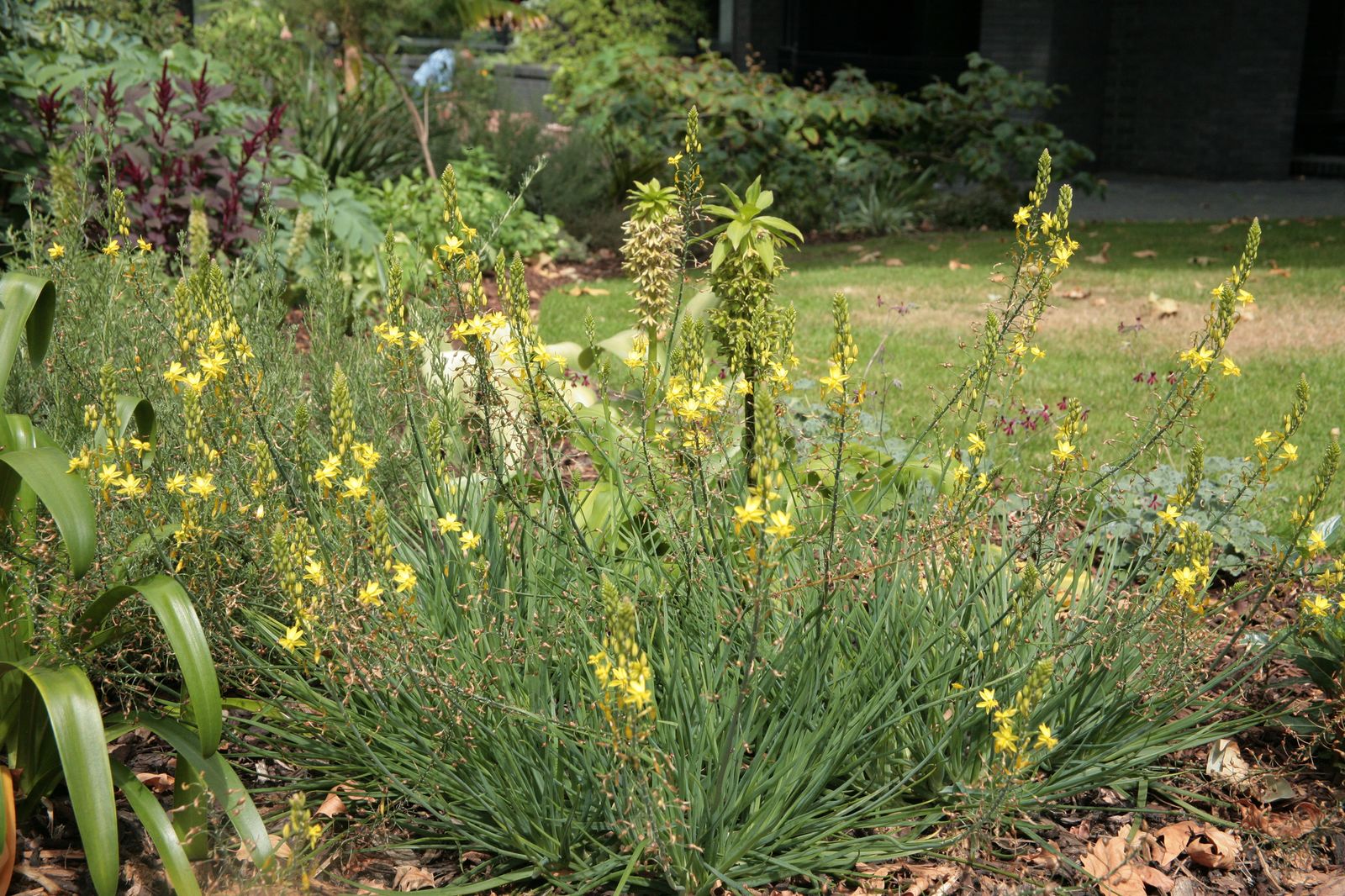 Bulbine