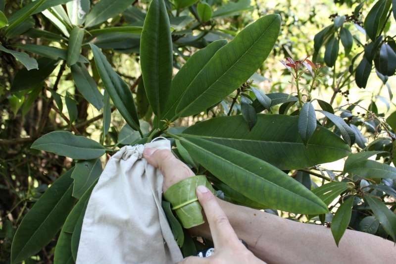 How to care for Rhododendron - Complete Plant Care Guide | PlantSnap ...