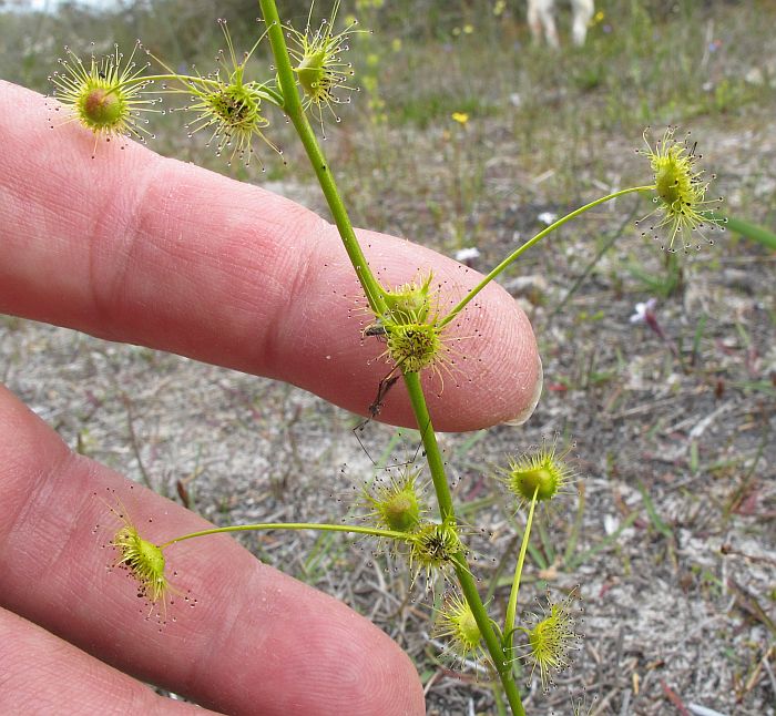 Sundew