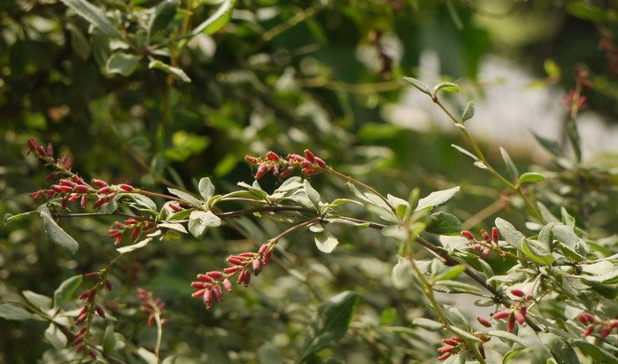 Gilg's barberry