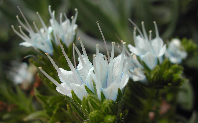 Pico endemic