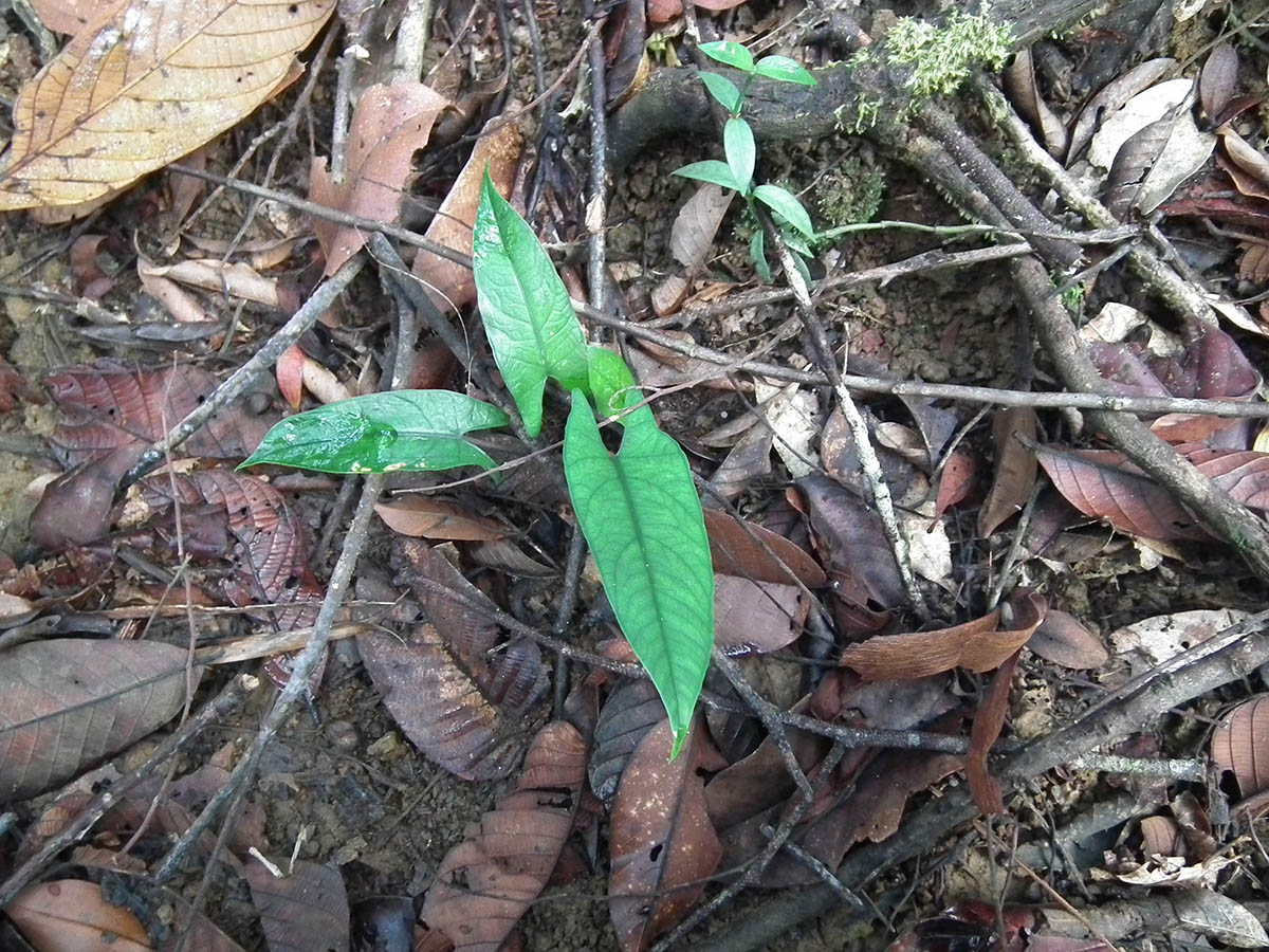 Narrow-leaf alocasia (Alocasia scalprum) - Image 1 of 10