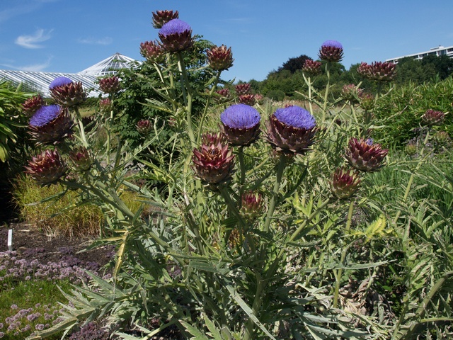 Artichoke