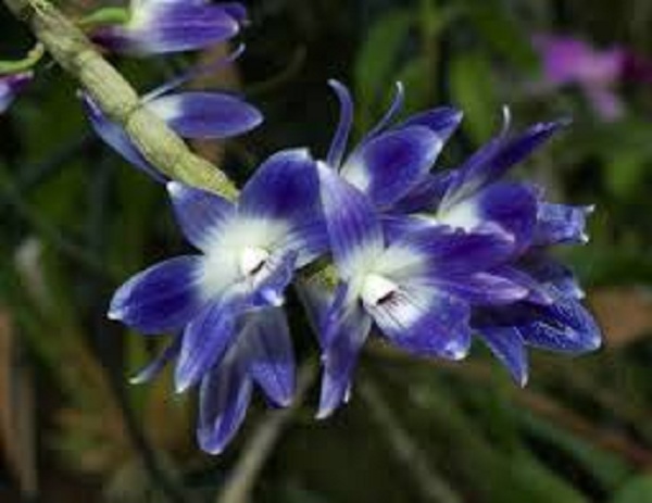 Queen victoria's dendrobium