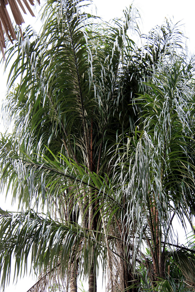 Plantsnap Identify Plants, Trees, Mushrooms With An App