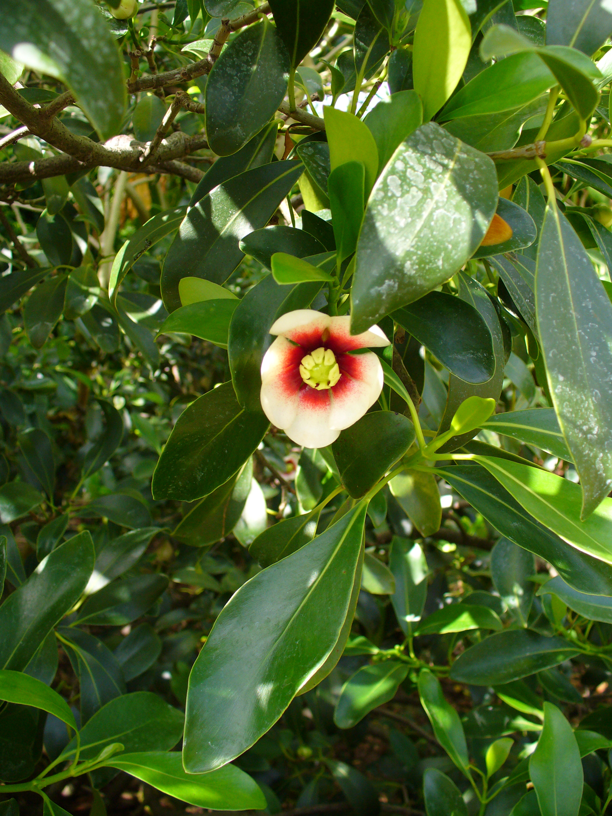 Porcelain flower