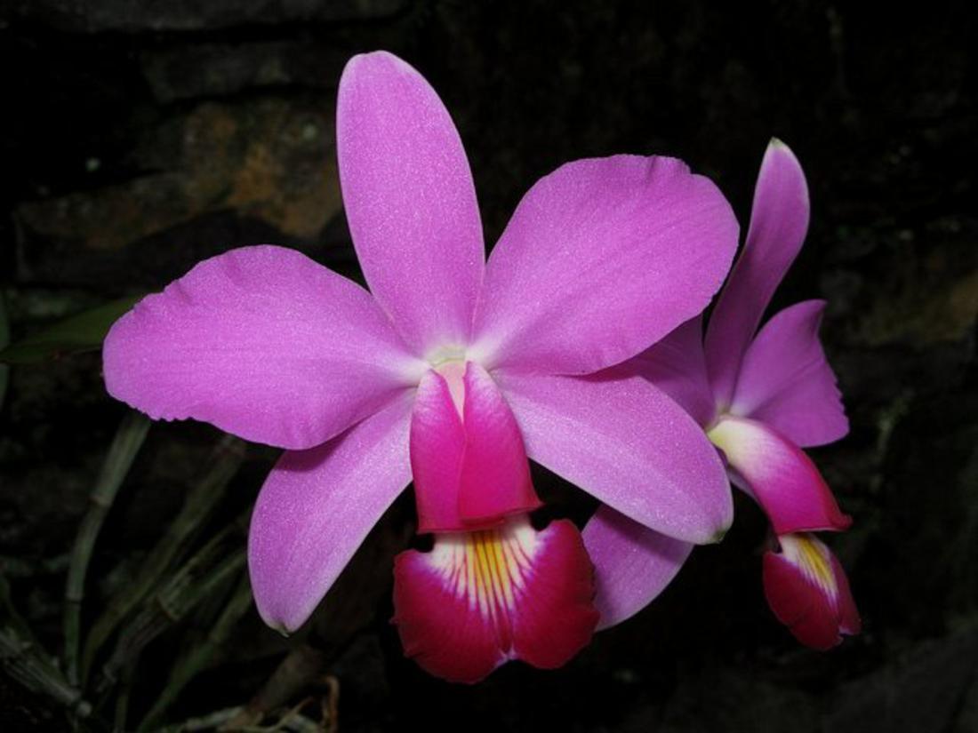 Violet cattleya