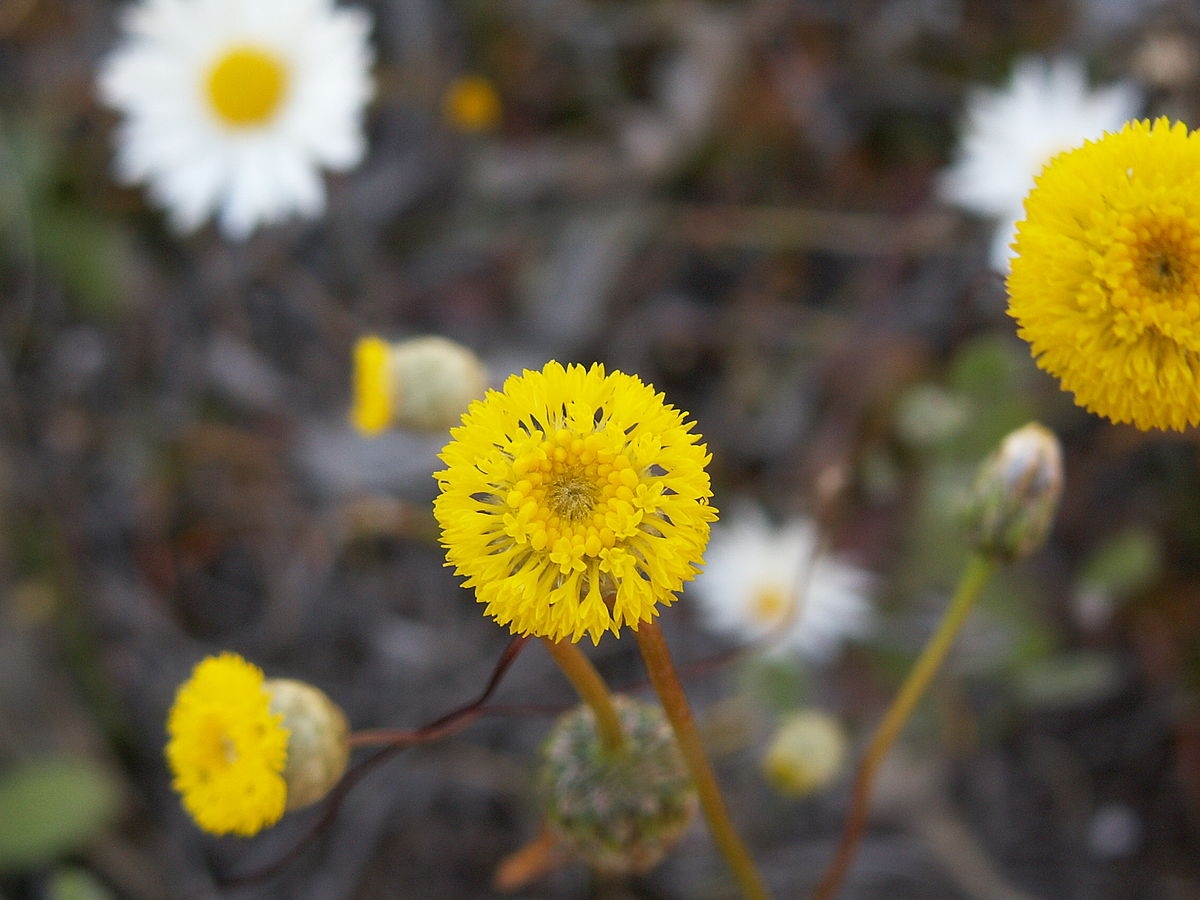 So pflegen Sie Billy buttons - Vollständige Pflegeanleitung | PlantSnap - Plantsnap