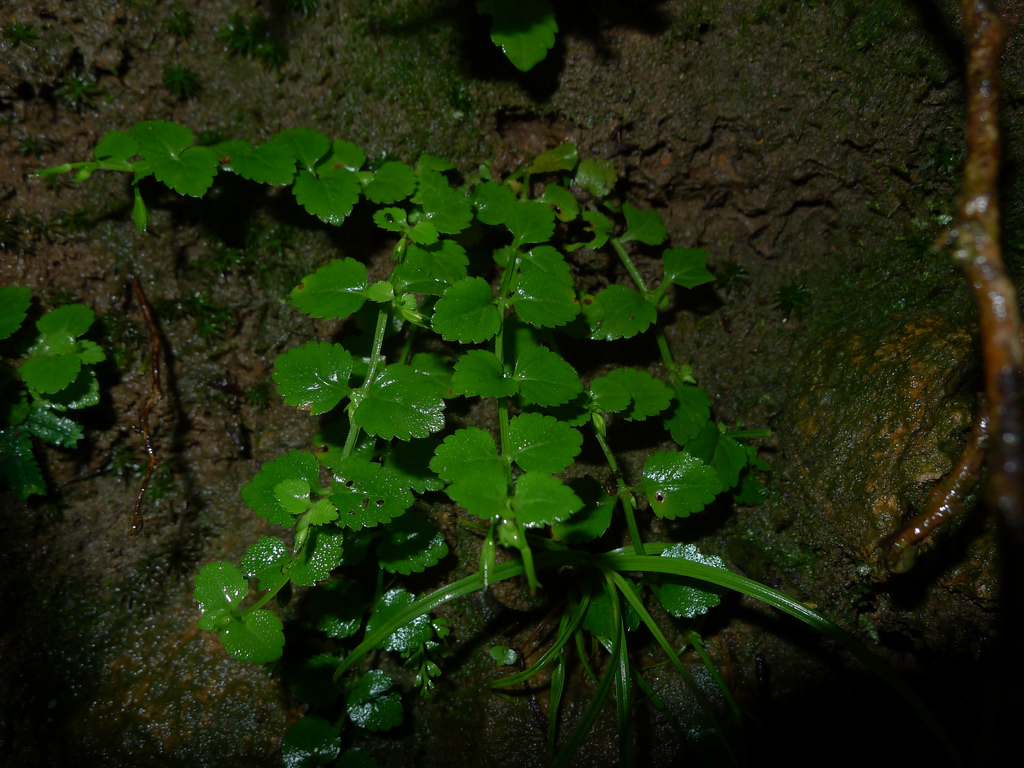 Brazilian pennywort
