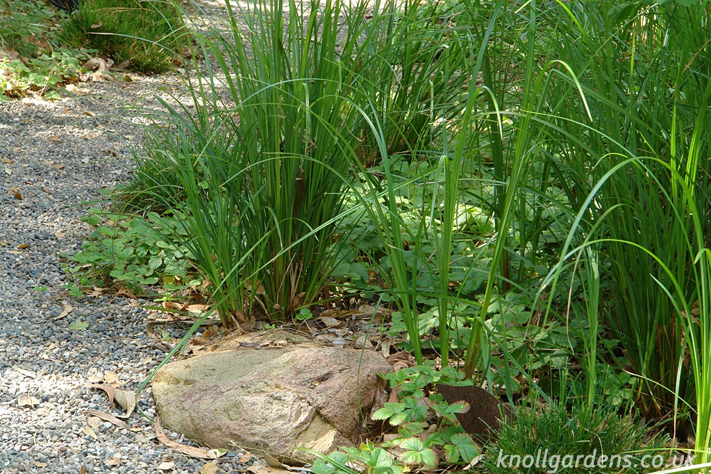 Slough sedge