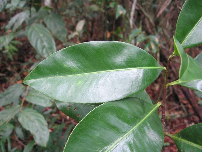 Rainforest hebepetalum