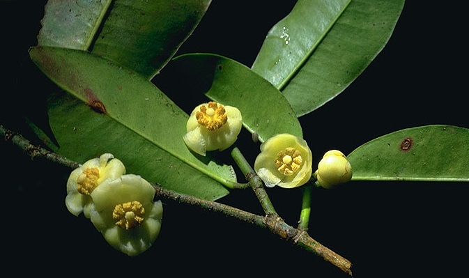 Small-flowered garcinia
