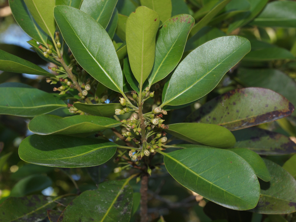How to care for Yellow bulletwood - Complete Plant Care Guide ...