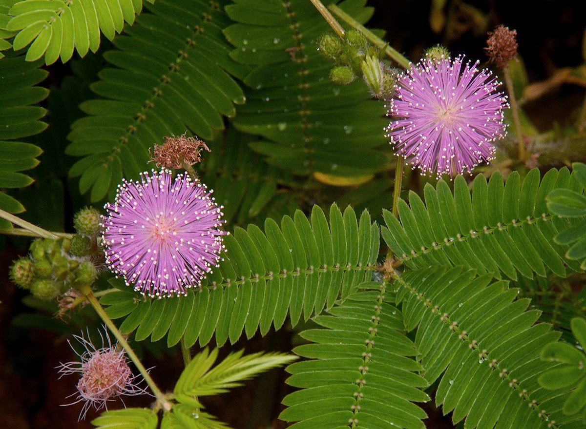 Sensitive plant