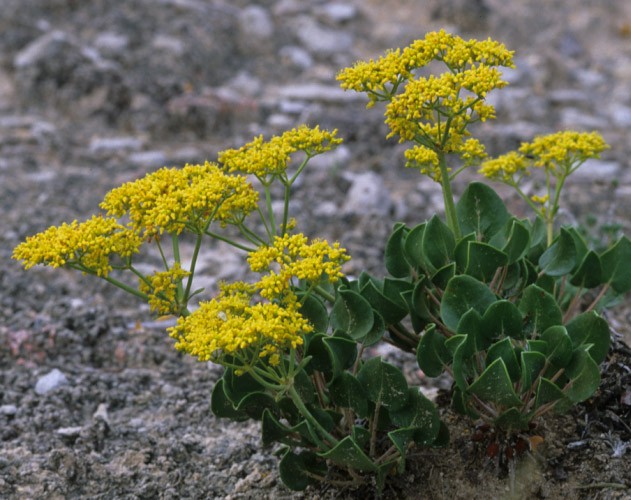Gypsum wild buckwheat