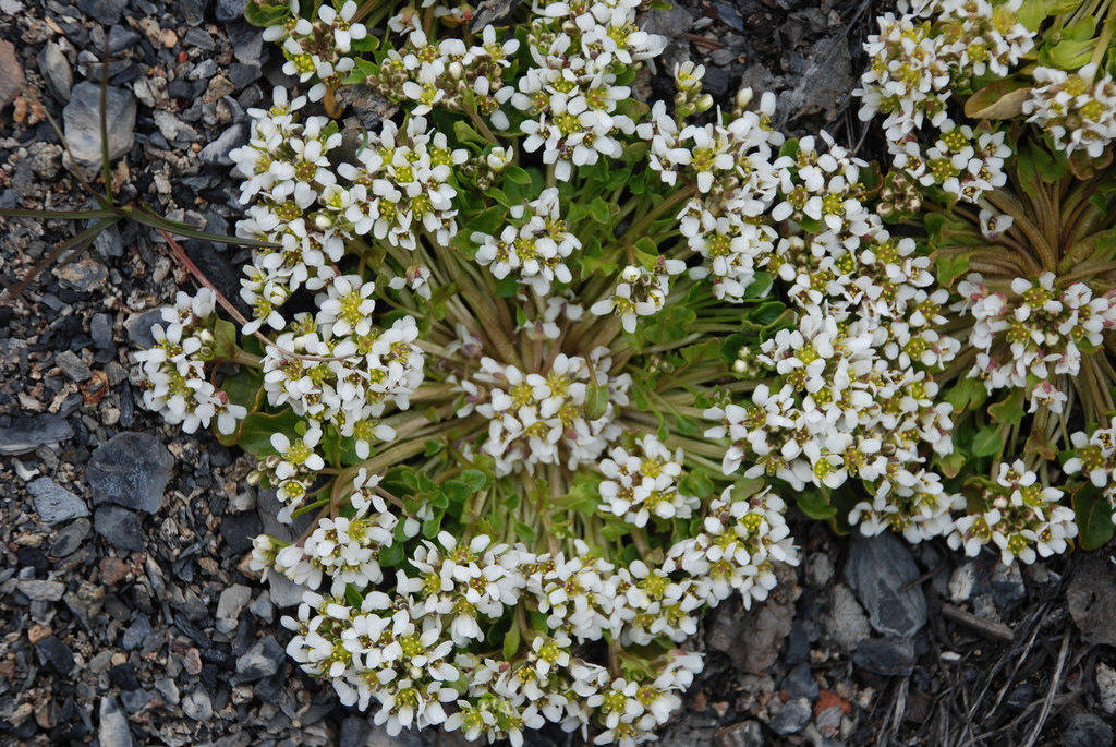 Plantsnap Identify Plants, Trees, Mushrooms With An App