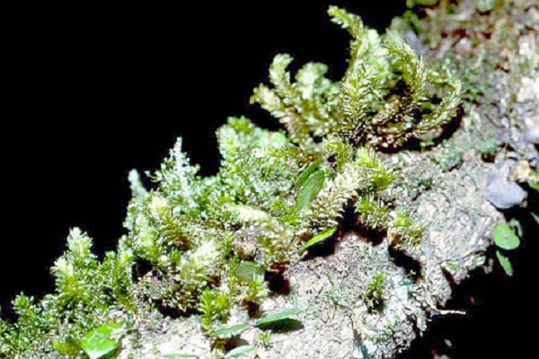 Elegant garovaglia moss