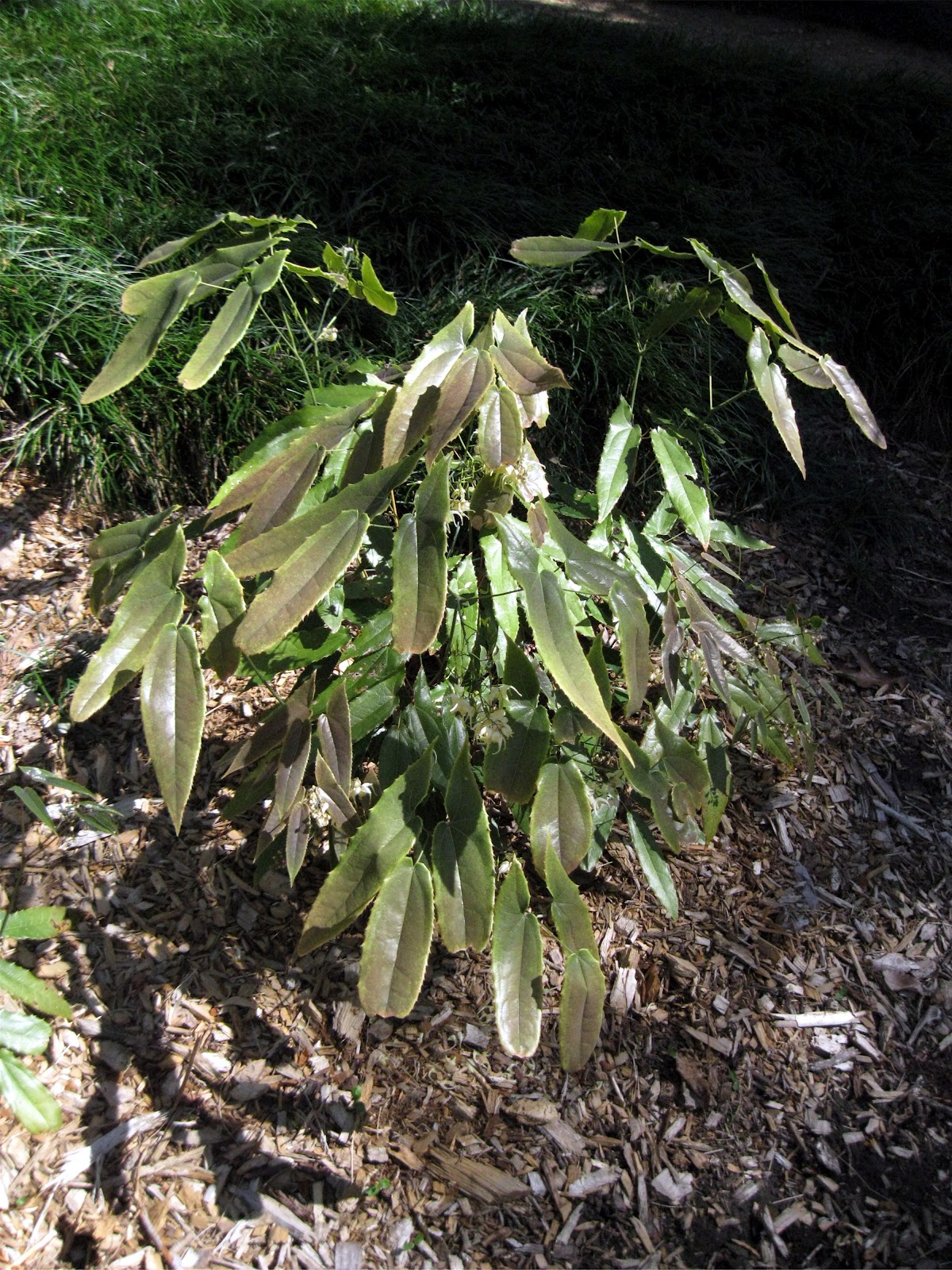 Barrenwort