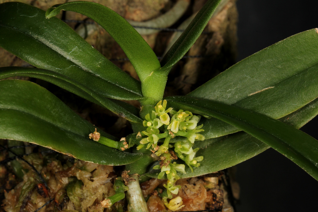 Minute drymoanthus
