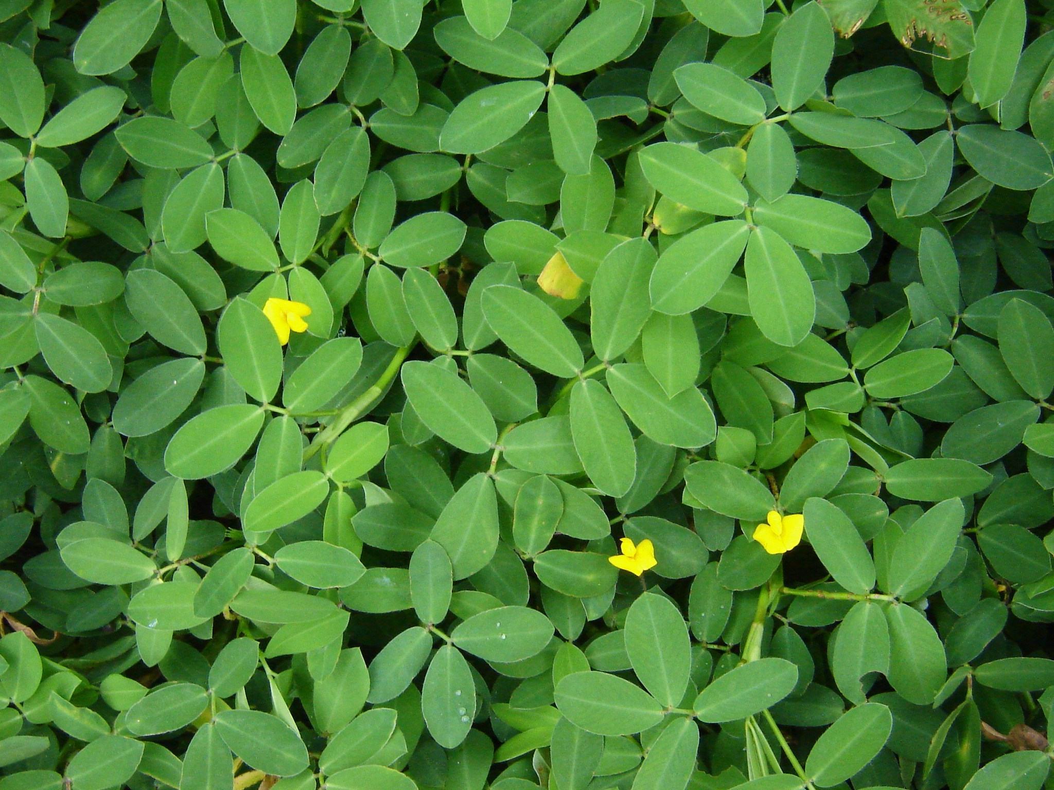 Perennial peanut