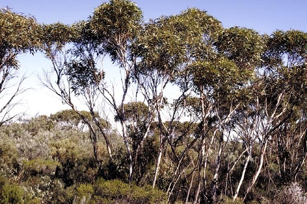 Congoo mallee