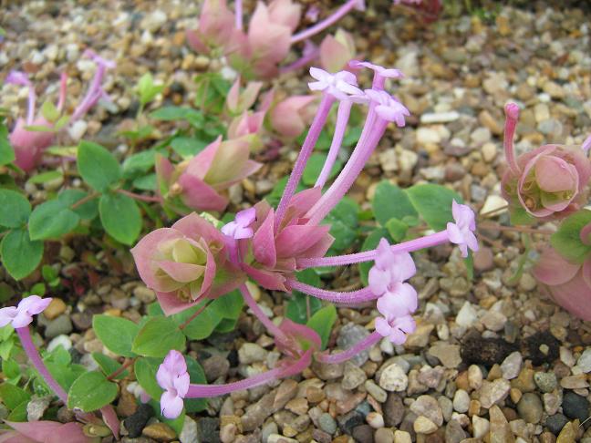 Turkish oregano