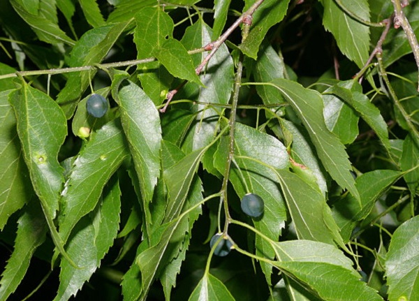 Sugarberry