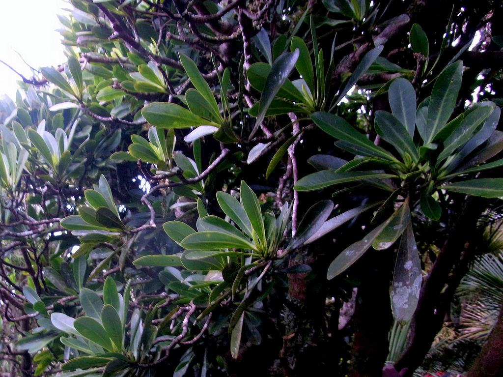 Lord howe island tree