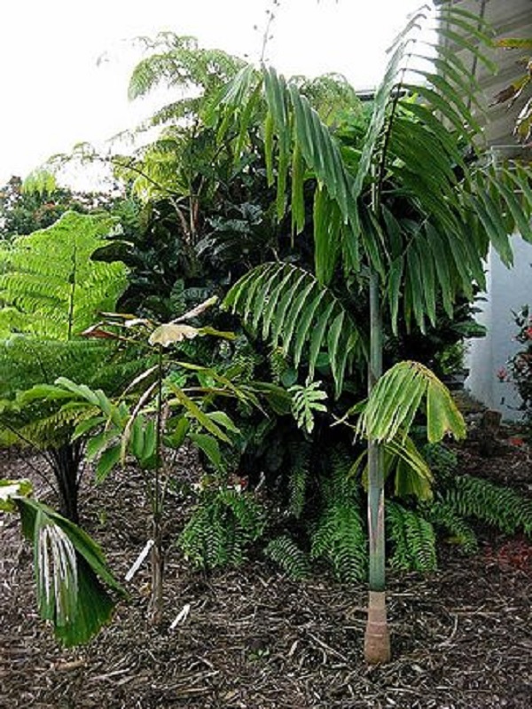 South american palm