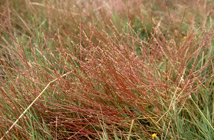 Hard-grass
