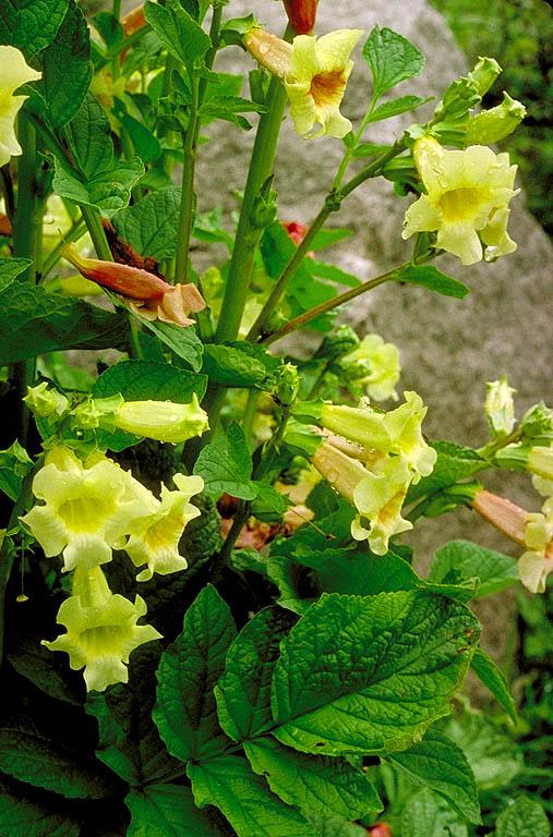 Yellow incarvillea