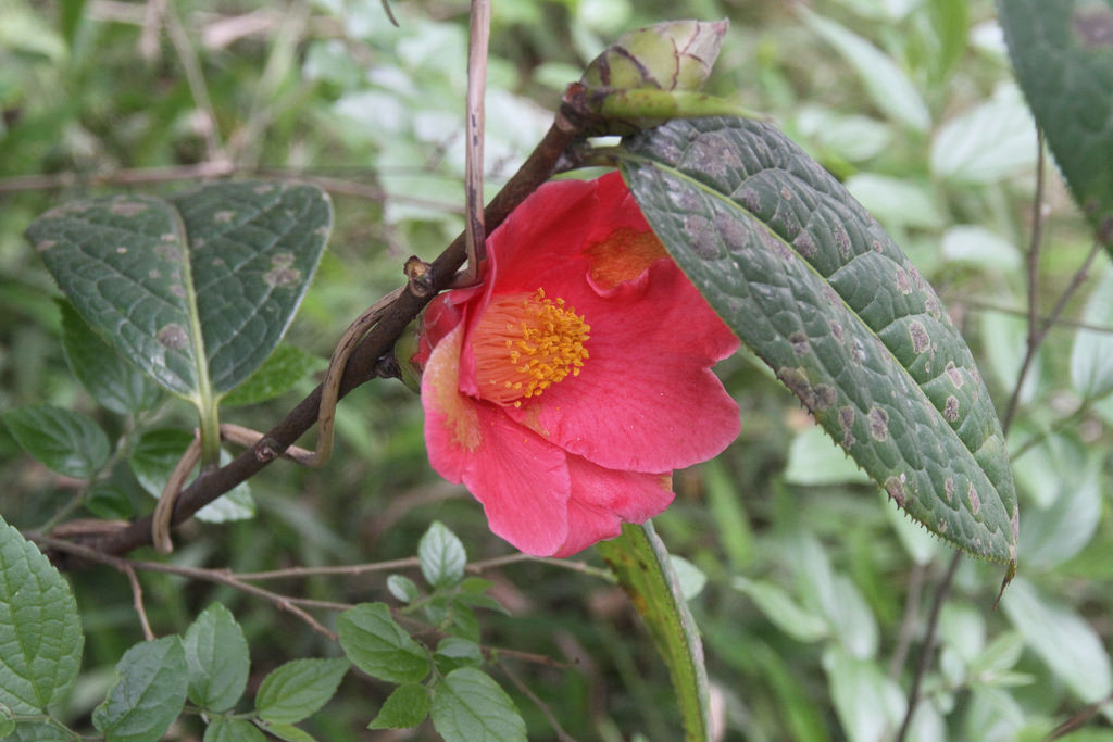 Many-toothed camellia