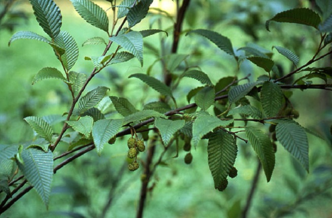 How to care for Japanese alder - Complete Plant Care Guide | PlantSnap ...