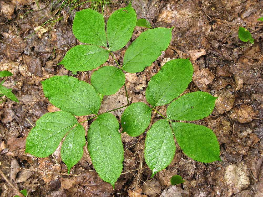 Wild sarsaparilla (Aralia nudicaulis) - Image 1 of 10