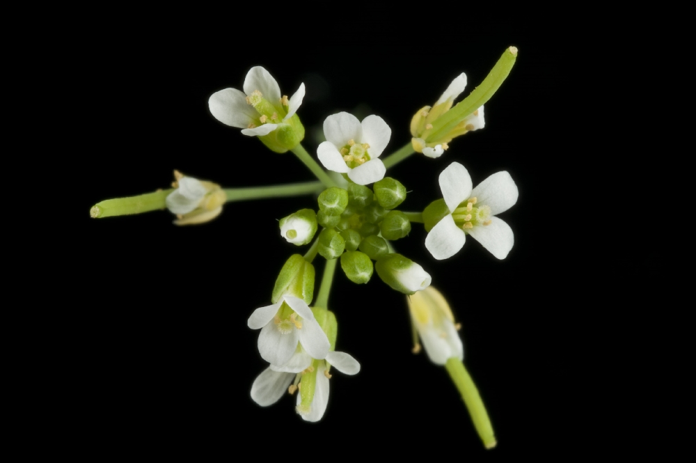 Thale cress