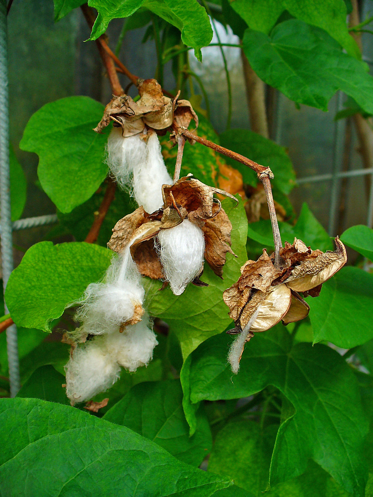 Levant cotton