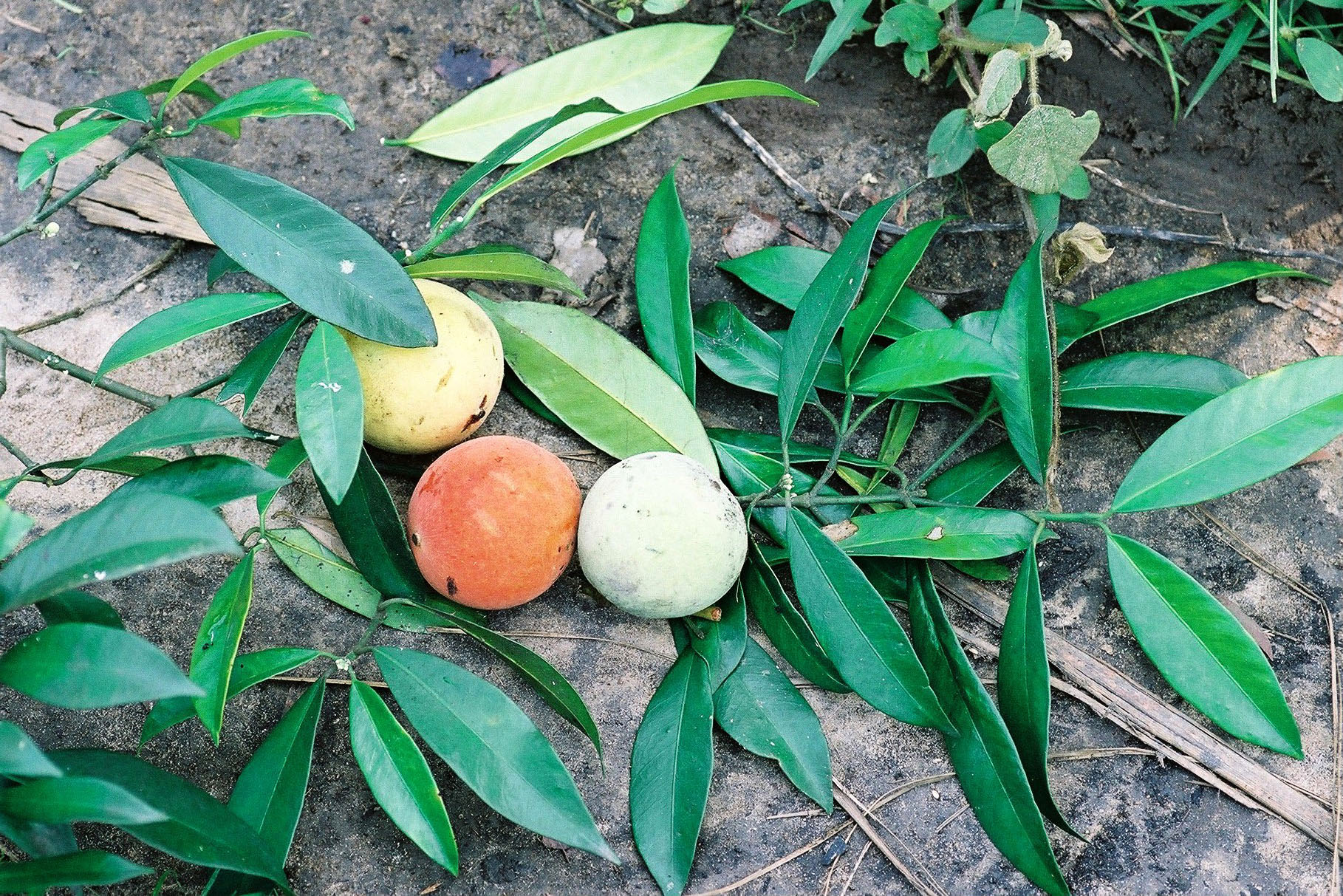 Bitter kola