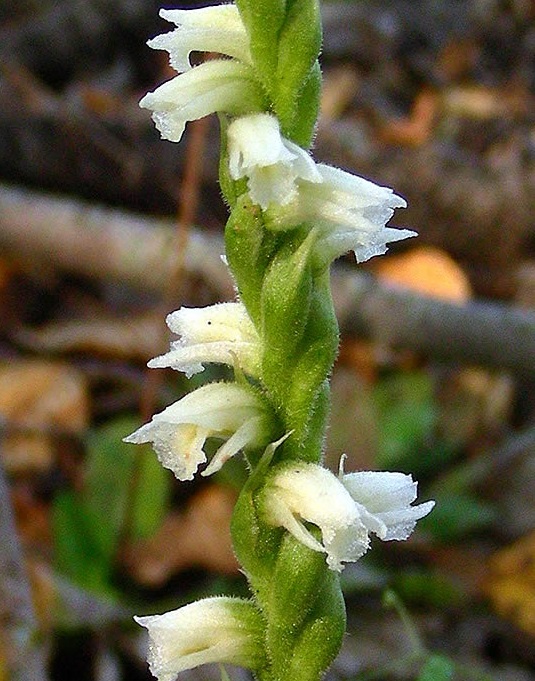 Case's ladies'-tresses