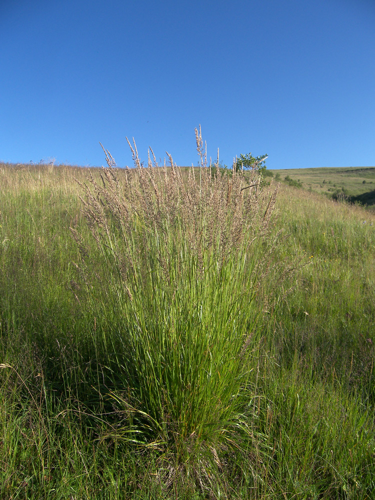 Plantsnap Identify Plants, Trees, Mushrooms With An App